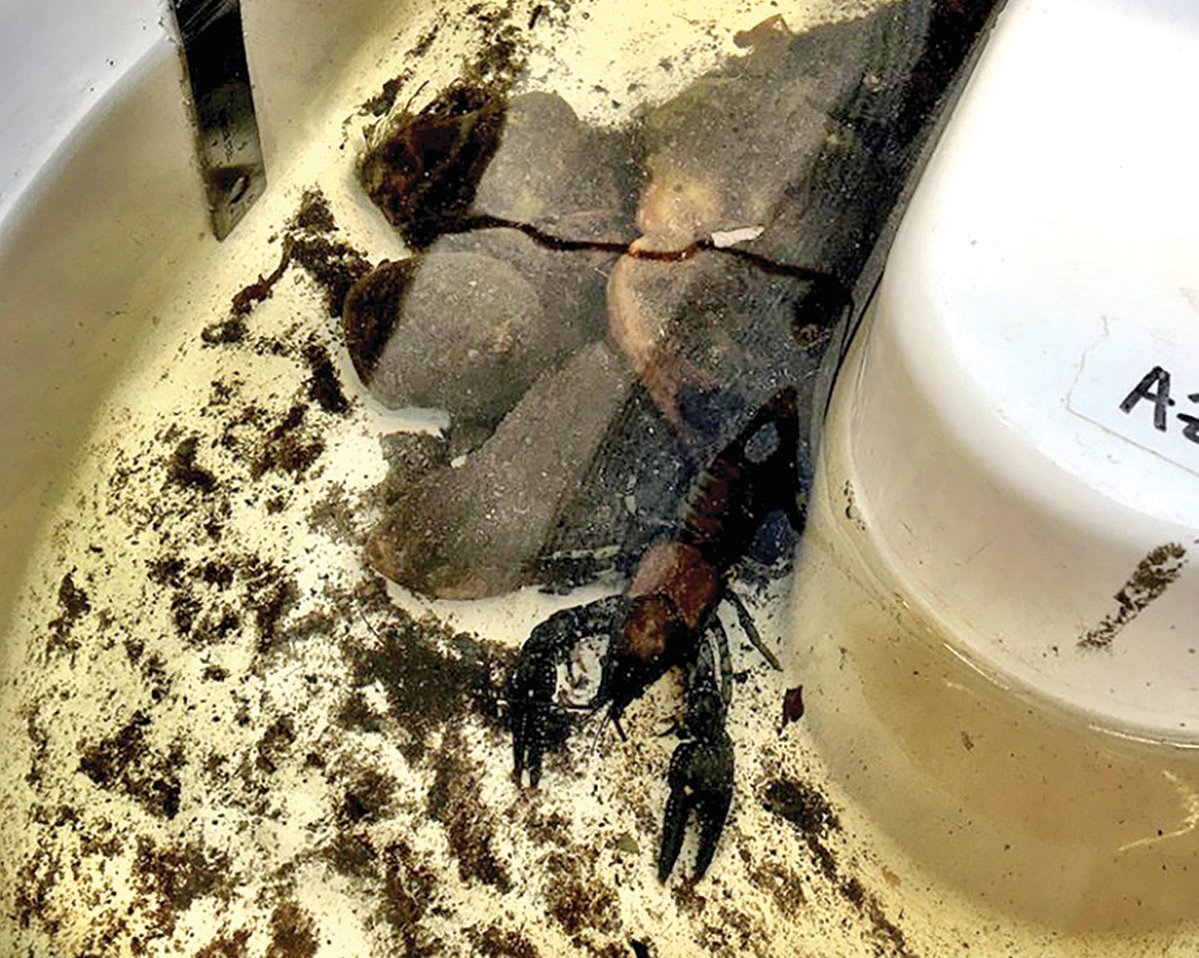 A crayfish exploring one of the artificial streams used in the experiment.